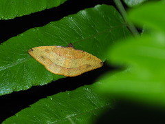 Heterolocha coccinea
