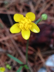 Ranunculus occidentalis