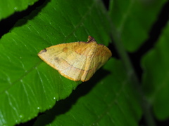Heterolocha coccinea