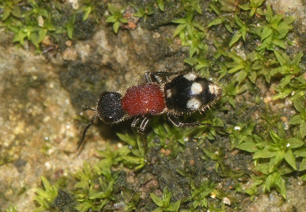 Spilomutilla