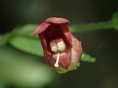 Scrophularia yoshimurae