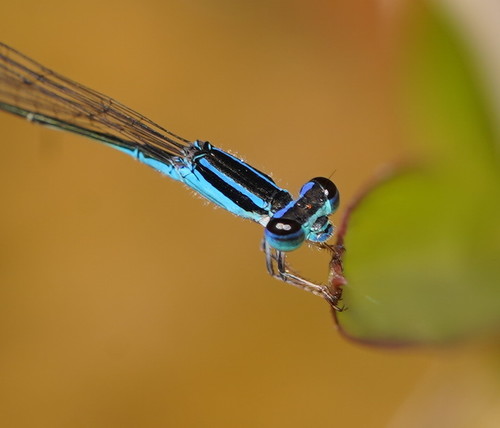 Aciagrion fragile (Tillyard, 1906)
