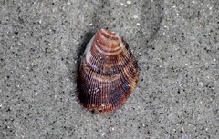 Brachidontes exustus