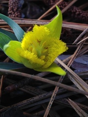 Calochortus monophyllus