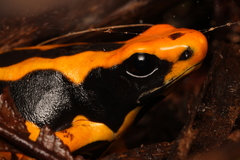 Dyeing Poison Frog photo 3