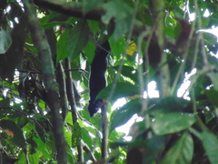 Callosciurus prevostii