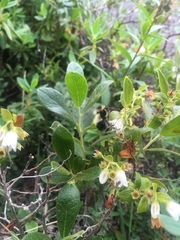 Bombus vagans bolsteri