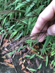 Microstegium ciliatum