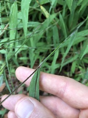 Microstegium ciliatum