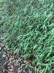 Microstegium ciliatum