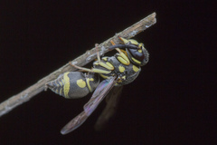 Antepipona
