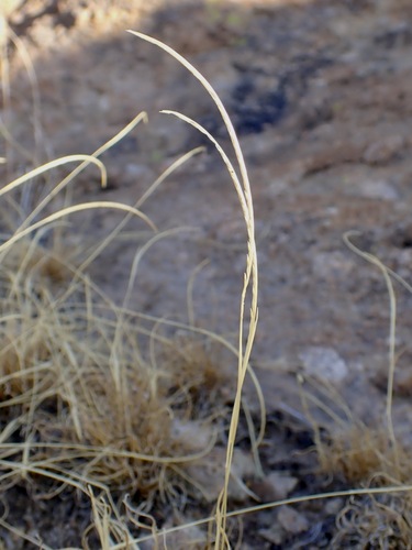 Image of Microchloa kunthii by (c) Sue Carnahan, some rights reserved (CC BY)