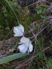Calochortus minimus