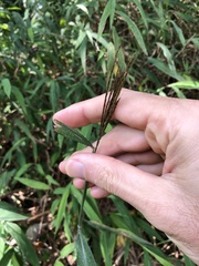 Microstegium ciliatum