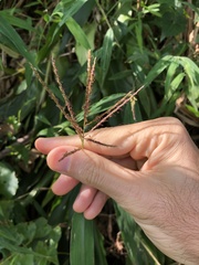 Microstegium ciliatum