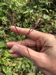 Microstegium ciliatum