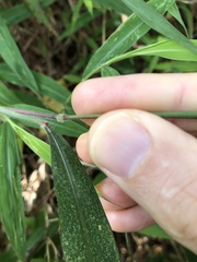 Microstegium ciliatum