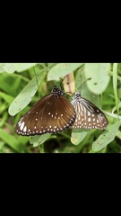 Euploea crameri bremeri