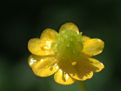 Ranunculus taisanensis