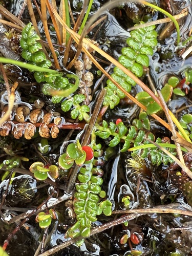 Dwarf prickly-burr (Acaena pumila)