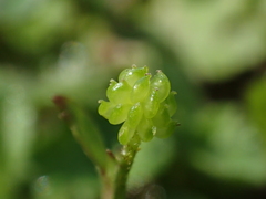 Ranunculus taisanensis