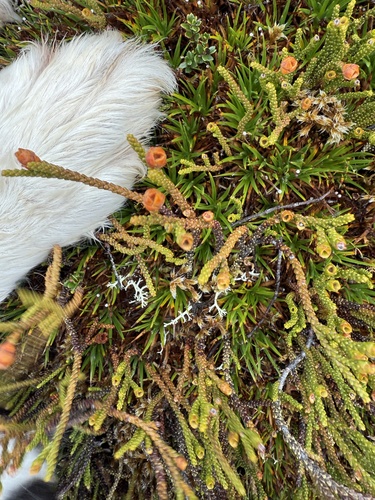 Lepidothamnus fonkii, photograph 2