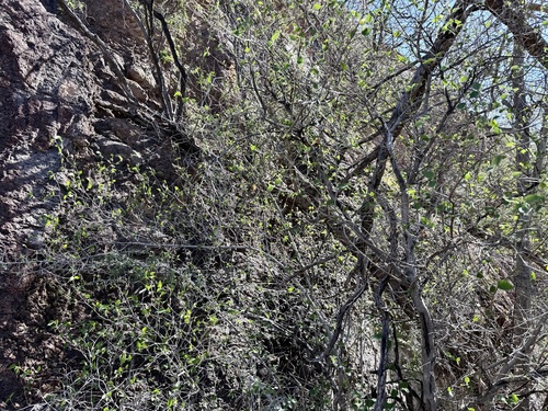 Image of Morus microphylla by (c) Sue Carnahan, some rights reserved (CC BY)