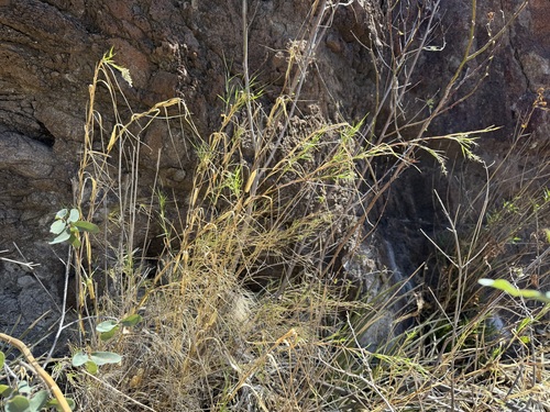 Image of Muhlenbergia dumosa by (c) Sue Carnahan, some rights reserved (CC BY)