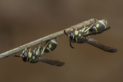 Antepipona