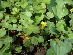 Ranunculus taisanensis