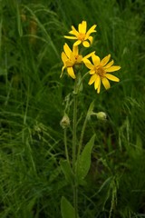 Arnica nevadensis