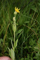 Arnica nevadensis