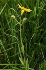 Arnica nevadensis