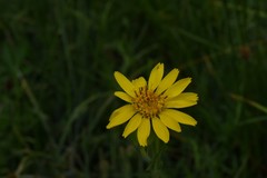 Arnica nevadensis