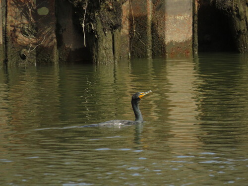 iNaturalist observation 2025-03-28