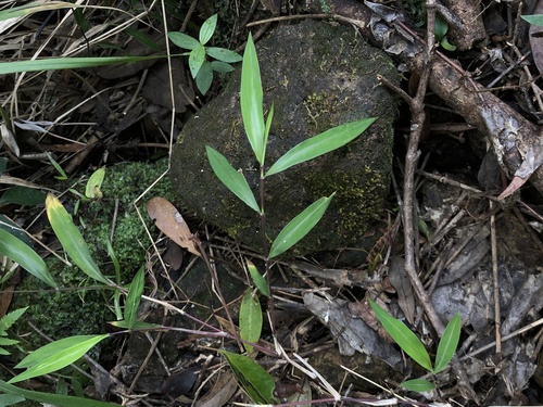 Microstegium ciliatum iNat (3)