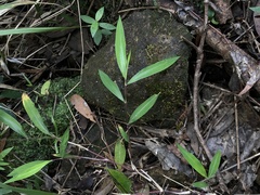 Microstegium ciliatum