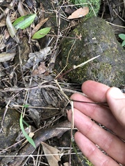 Microstegium ciliatum