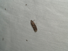 Sciota subcaesiella