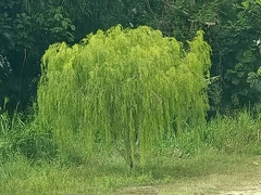 Leptospermum brachyandrum