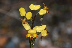 Diuris brumalis