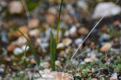 Diuris brumalis