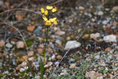 Diuris brumalis