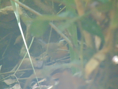 Pellorneum capistratum