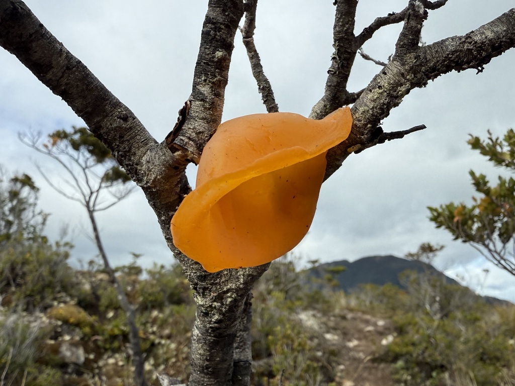 Gloeosoma vitellinum · March 2025 · photo: © ingvildriska (iNaturalist, cc-by)