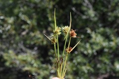 Cyperus squarrosus