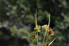 Cyperus squarrosus