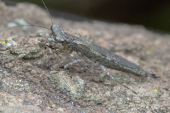 Amorphoscelis annulicornis