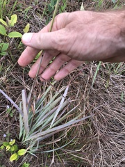 Eulalia quadrinervis