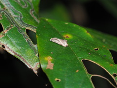 Dactylioglypha tonica